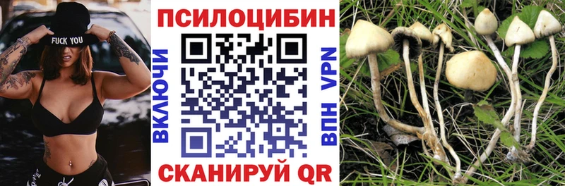 сколько стоит  Шлиссельбург  Псилоцибиновые грибы GOLDEN TEACHER 